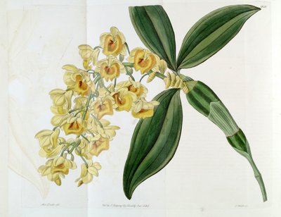 Dendrobium densiflorum door Miss Drake